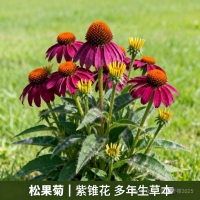 13种南北通吃的宿根花卉