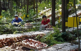 不止于“土”：如何把林下经济做成金字招牌