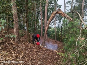 松材线虫病-这份全流程指南，看了就能操作，可收藏！