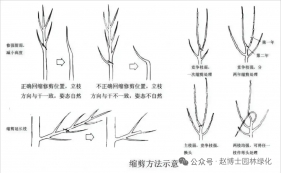 树木修剪图解