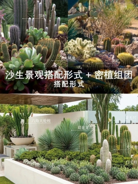 干货 | 沙生植物的组合方式