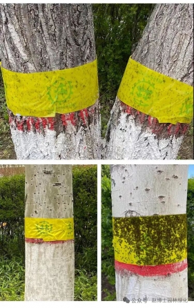 树上的“黄金腰带”：防虫胶带全攻略，环保防虫就靠它