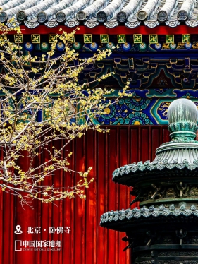 蜡梅：寒冬里的“香魂”，园林设计中最该被珍视的“硬核美人”