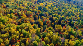 林海防虫指南：松材线虫病防控，一招搞定“森林杀手”