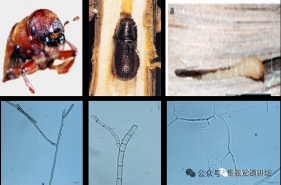 松材线虫病-这份全流程指南，看了就能操作，可收藏！