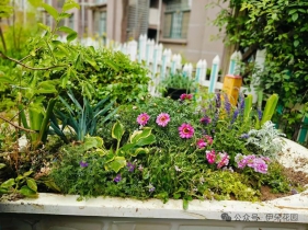 所有梦想会开花之4:手把手教你种组合盆栽
