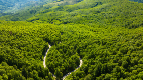 松树钻柱类害虫调查日常监测要点