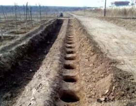 树穴挖的好坏与树木成活的关系