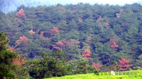 松材线虫致病机理，参考此文