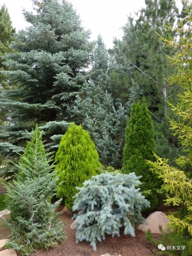 看点十足的针叶树景观