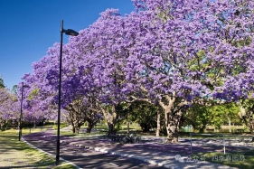 谁是行道树颜值担当？全球 5 大赏花乔木盘点！