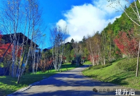 乔木拼种（中）：山野为师，道法自然