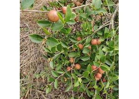 《中国油茶产业报告（2008—2025年）》正式发布