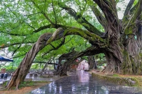 园林绿化工程施工及验收规范（CJJ82-2012）