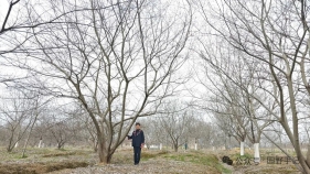 一个女人，“独掌”5000亩苗圃，她却活成了最乐观的“行动派”