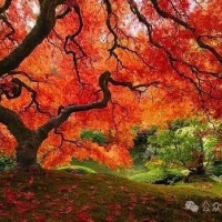 中外艺苑树木保护专家