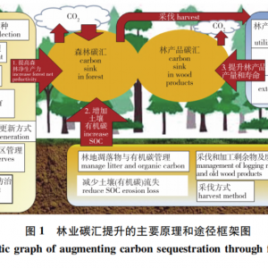 林业碳汇提升的主要原理和途径         科学绿化
