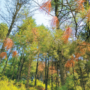 林业有害生物防治 | 松材线虫病的危害有多大？如何有效“对症下药”？专家解读 ...