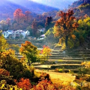 林业有害生物防治 | 松材线虫病防控“庐山模式”：疫情面积减六成 病死松树少一半 ...