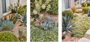 【造园·讲堂】花境造景选择---沙生植物美学