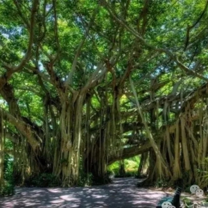 2分钟了解碳市场基础知识，零基础看懂