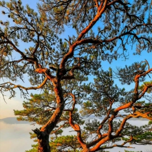 碳中和转型的50个关键社会角色