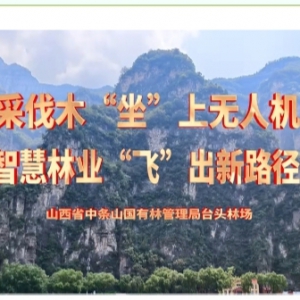 台头林场：采伐木“坐”上无人机  智慧林业“飞”出新路径