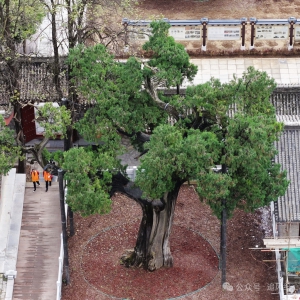 中华最古树丨五千岁保生柏 最低调的浴火重生