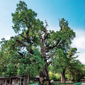 城市园林绿化病虫害防控方法专题