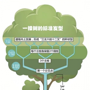 行道树种植技术规程