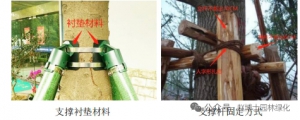 城市园林树木支撑技术专题