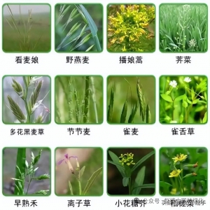 南北方园林绿地越冬杂草种类与防控技术要点