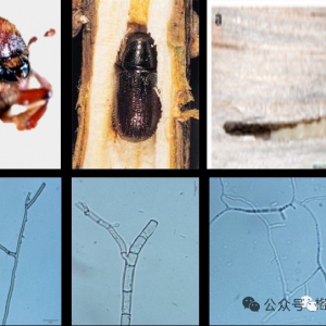 苍翠松林中赫然出现艳丽的红色？这其实是一场正在蔓延的毁灭性危机 | 赵莉蔺 ...