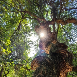 2025我在人间收集树集锦