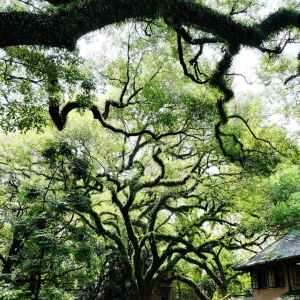 CCER重启元年大爆发！2025五大关键进展全解析，高碳行业迎来新机遇 ...