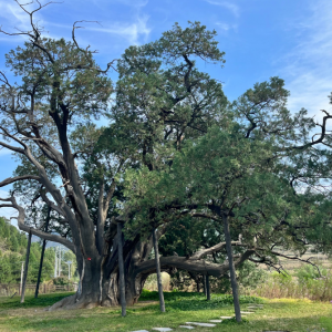 北京市现存最古老的古树丨九搂十八杈