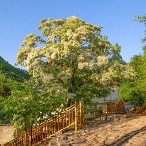 天津市古树丨古树是记录自然生态变迁的“活化石”，看看这15棵古树你去过哪几棵 ...