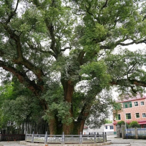 江西十大树王丨每一棵古树，都是一部无需文字的历史书