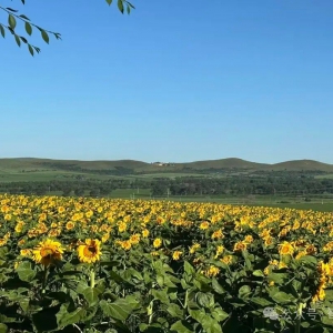 葵花全产业链思维下的文创产品设计与开发方案