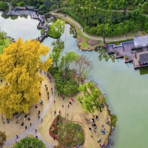 上海古树盘点（No.0001-0100#）丨一树灿烂，满地橙黄，快来邂逅上海这些“绿色文物” ...