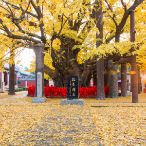 全国最美古树（银杏篇）丨每一株千年银杏，都是一部站立着的地方志 ...