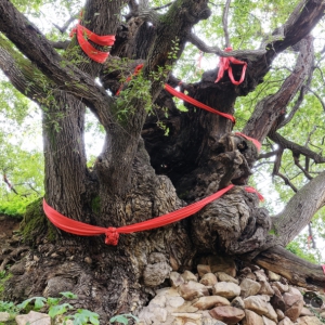 华夏最古老的橡树在哪里？