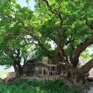 城镇绿地养护技术规范（DB11/T 213-2022）