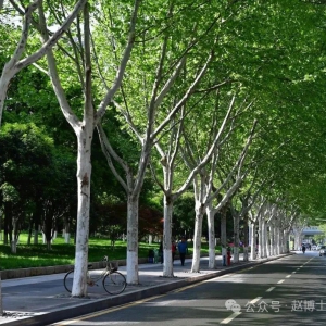 行道树之王发型大全，看看你管理的区域是哪一种？