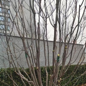 苗木修剪后伤口处理：别再乱涂了，这样做才对