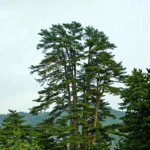 中国古树名木》（003#）丨“九杆旗”古油松：它不仅是“华北第一松” ...