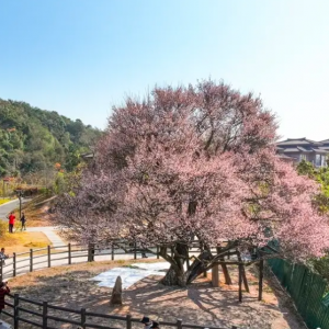 《中国古树名木》（134#）丨潮塘千年古梅：岭南的“宫粉”传奇 ...