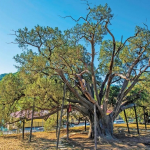 【有问必答 】智慧林业系统规划