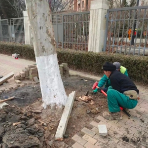 当城市“守护者”变“破坏王”：行道树根“顶破”路面，我们该如何应对？ ...