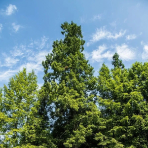 古树养护及复壮技术